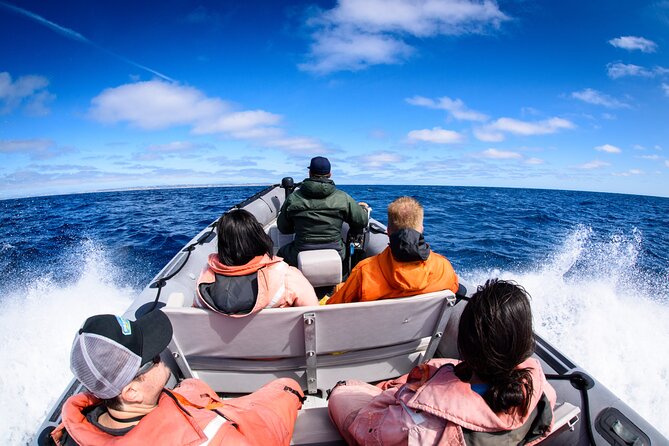3-Hour Guided Whale and Dolphin Watching Experience in San Diego - What You’re Actually Looking For: Whales, Dolphins, Sea Lions, and More