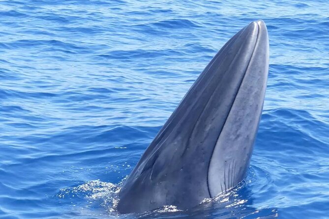 3-Hour Private Tour with Whale and Dolphin Watching - Setting out from Los Gigantes: meeting the crew and getting on the water