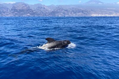 3-Hour Private Tour with Whale and Dolphin Watching - Teide, La Gomera, and the Cliffs of Los Gigantes: why the scenery is part of the deal
