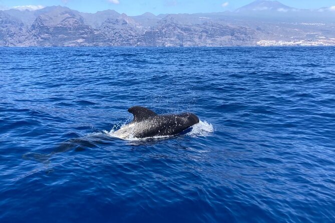 3-Hour Private Tour with Whale and Dolphin Watching - Teide, La Gomera, and the Cliffs of Los Gigantes: why the scenery is part of the deal