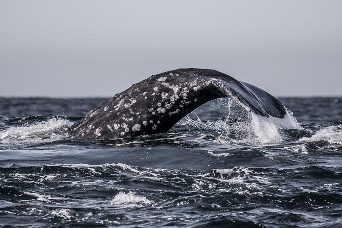 3-Hour Whale Watching Tour from Monterey - The Marine Biologist/Naturalist Part: What You Gain Beyond Sightings