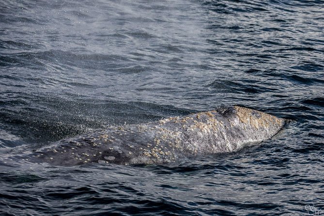 3-Hour Whale Watching Tour from Monterey - What You Might See: Species, Variety, and Recognition Tips