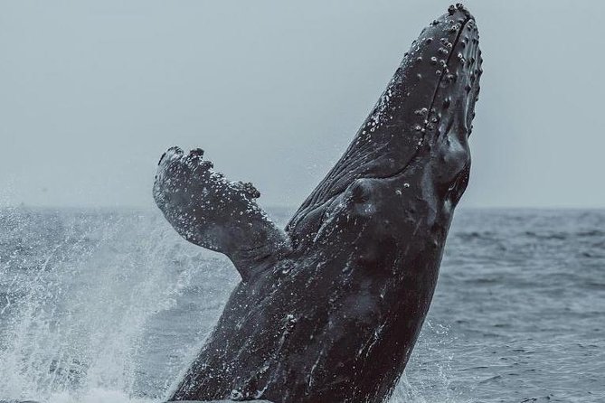 3-Hour Whale Watching Tour from Monterey - Comfort Notes: Motion, Weather, and the Seats That Change Everything