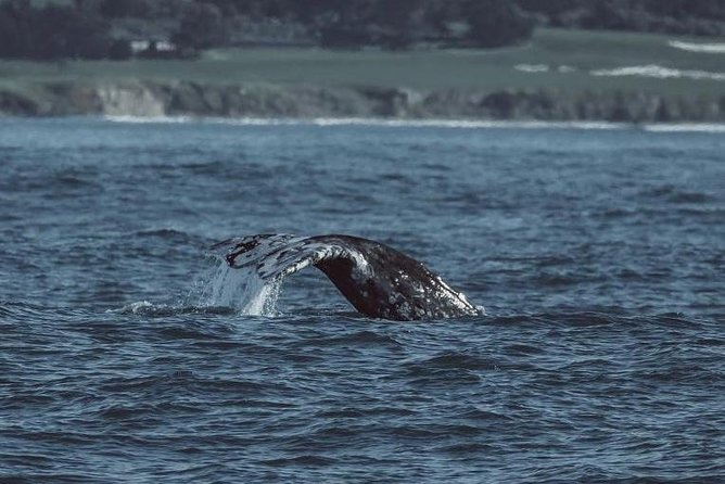 3-Hour Whale Watching Tour from Monterey - Who Should Book (and Who Should Think Twice)