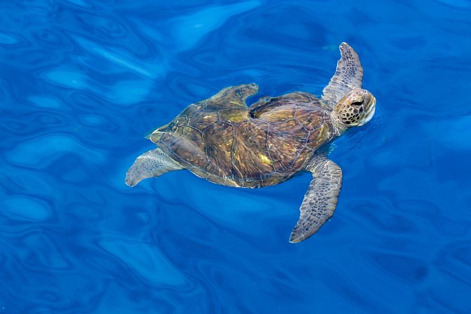 3 Hours All Inclusive Whale and Dolphin Whatching Yacht Trip - Whale and Dolphin Watching: How to Make the Most of the Time
