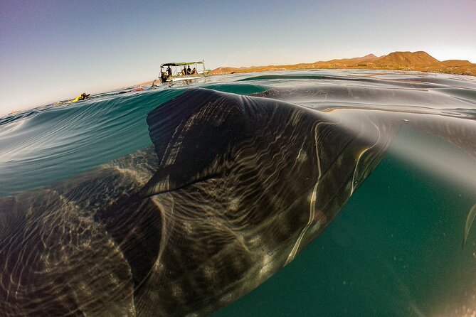 3 Hours La Paz Whale Shark First Class Snorkeling Tour - Whale sharks off La Paz: why this trip is special