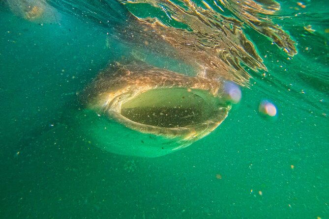 3 Hours La Paz Whale Shark First Class Snorkeling Tour - First-class comfort: wetsuit, gear, and private-boat basics