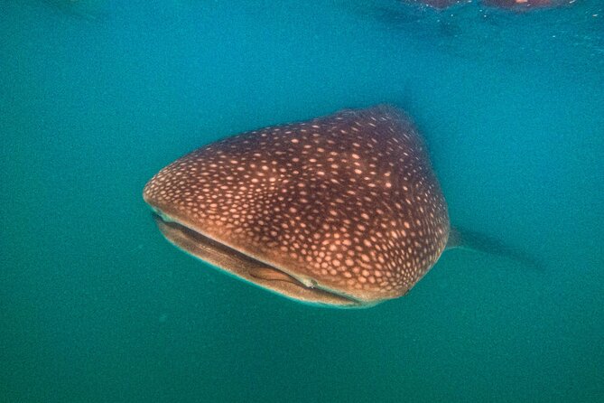 3 Hours La Paz Whale Shark First Class Snorkeling Tour - Marine biologists, science outreach, and GoPro documentation