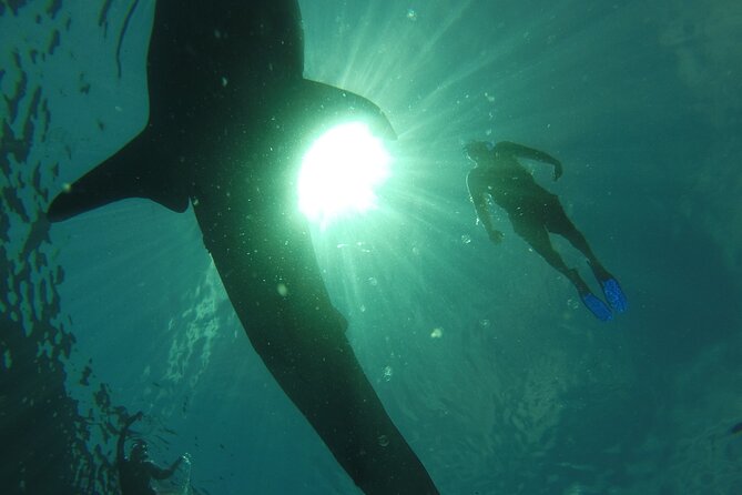 3 Hours La Paz Whale Shark First Class Snorkeling Tour - Price and value: what $178.40 buys you (and what it doesn’t)
