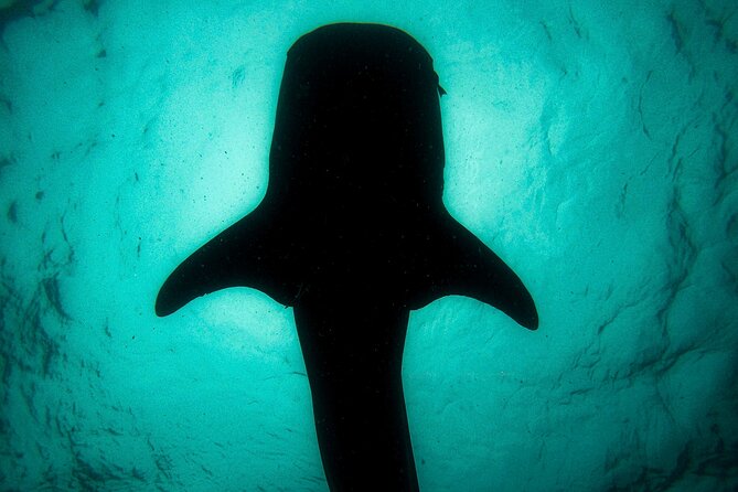 3 Hours La Paz Whale Shark First Class Snorkeling Tour - Small-group attention: max 8 and why it changes the vibe