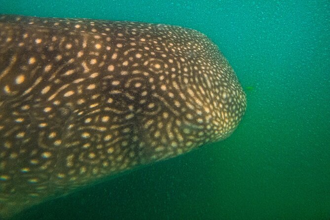 3 Hours La Paz Whale Shark First Class Snorkeling Tour - Timing and weather: the simple realities of a morning on the water