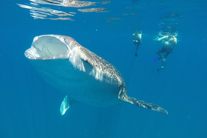 3 Hours La Paz Whale Shark First Class Snorkeling Tour - Who should book this whale shark snorkeling tour?