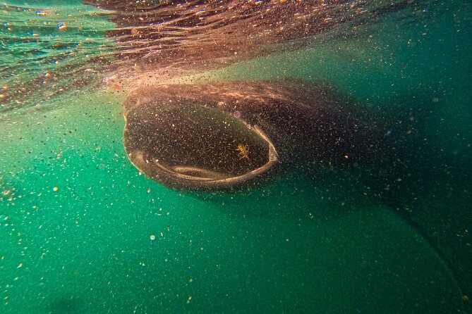 3 Hours La Paz Whale Shark First Class Snorkeling Tour - Swimming vs. watching: you get options on purpose