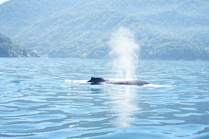 3 Hours of Whale Watching in Puerto Vallarta - Key things to know before you go