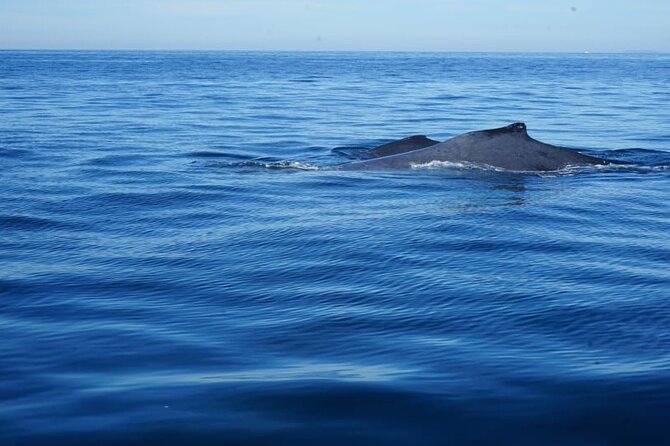 3 Hours of Whale Watching in Puerto Vallarta - Meeting at Los Peines (Isla Iguana): quick logistics that help