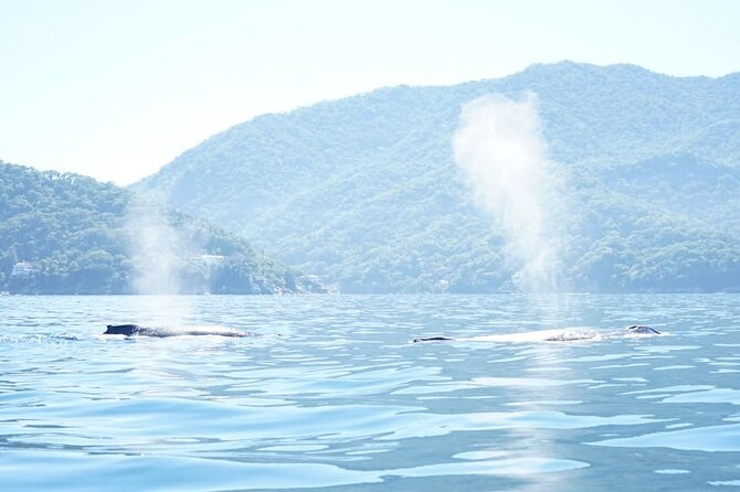 3 Hours of Whale Watching in Puerto Vallarta - Leaving the marina for Nayarit waters: the search pattern