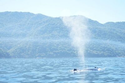 3 Hours of Whale Watching in Puerto Vallarta - Boarding the boat: life vest, water, and what the small-group setup means