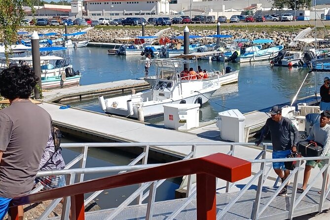 3 Hours of Whale Watching in Puerto Vallarta - Price and value: is $55 for 3 hours a good deal?