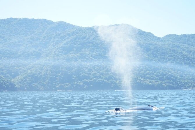 3 Hours of Whale Watching in Puerto Vallarta - Boarding the boat: life vest, water, and what the small-group setup means