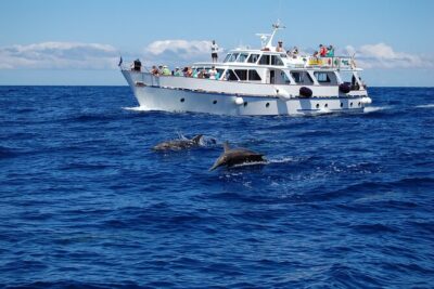3 hrs Boat Excursion for whale watching from Valle GR (La Gomera) - Whale and dolphin watching in La Gomera waters: how the trip is timed
