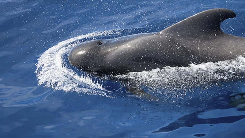 3h Whale Watching Private tour Beneteau Oceanis 440 - What’s included on board: snacks, cold drinks, and snorkeling gear