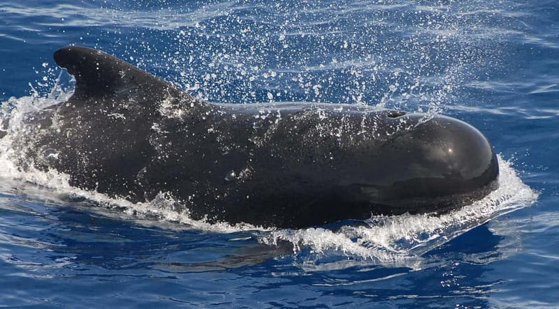 3h Whale Watching Private Tour Costa Adeje Lina7 Mizendoha - Who should book this private tour—and who might want to choose differently