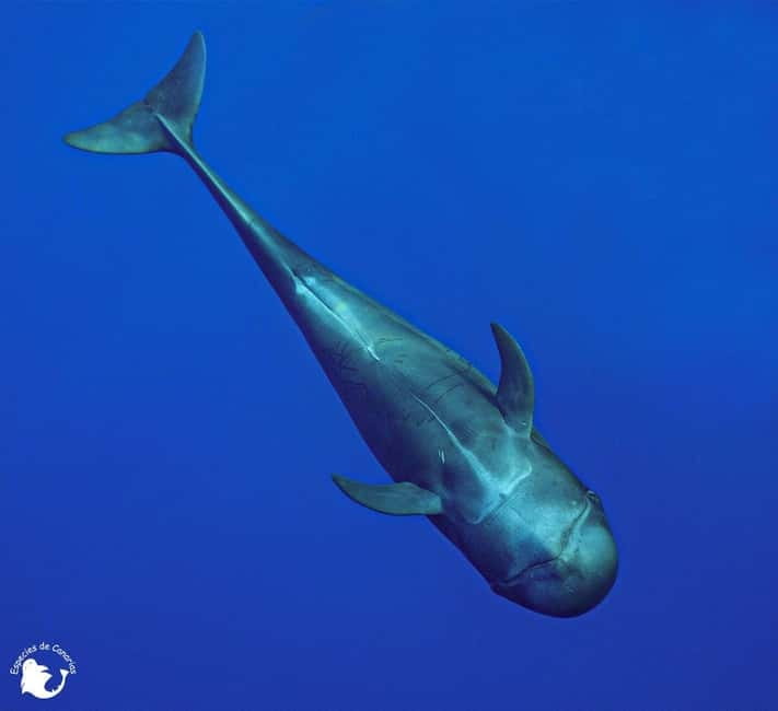 3h Whale Watching Private Tour Costa Adeje Lina7 Mizendoha - Two more sailing legs: legs of travel plus more onboard time