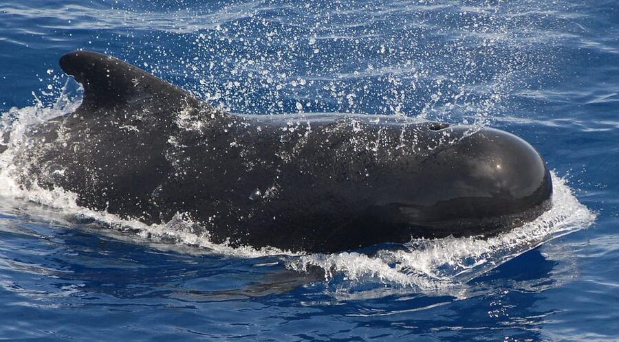 3h Whale watching Share Tour Costa Adeje Lina7 Mizendoha - Tips to have a smoother day on the water