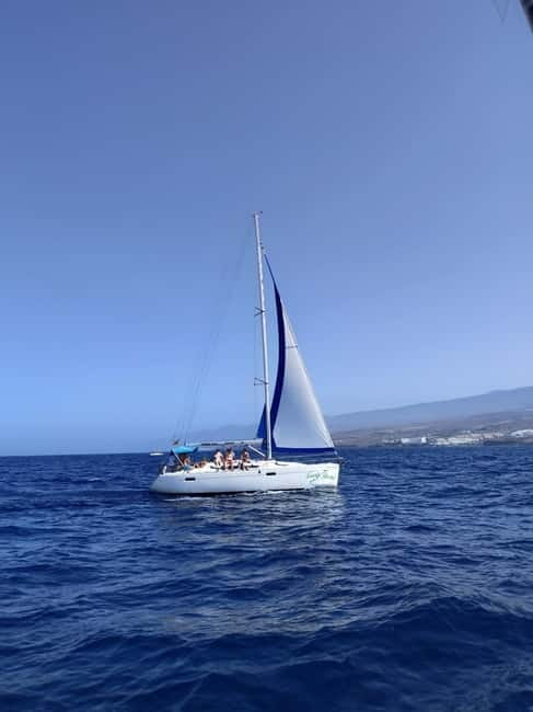 3h Whale watching Share Tour Costa Adeje Lina7 Mizendoha - What you’ll see: pilot whales and dolphins, with real expectations