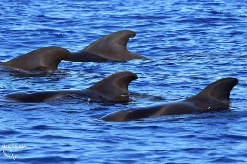 3h Whale watching Share Tour Costa Adeje Lina7 Mizendoha - The human factor: the captain, the vibe, and the small-group feel