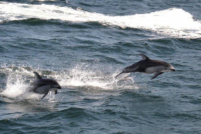 4 Hour Afternoon Whale Watching Tour - Weather reality and the minimum passenger load you should plan around