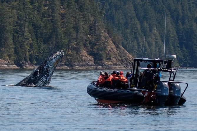 4 Hour Morning Whale Watching Tour - Key things to know before you go