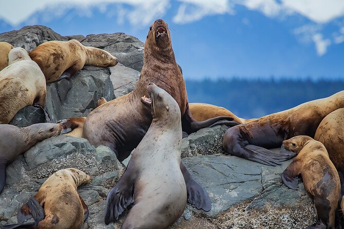 4 Hour Morning Whale Watching Tour - First stop: Big Animal Encounters and an 8:00am start