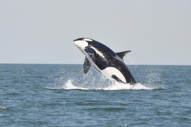 4 Hour Morning Whale Watching Tour - On the water: what you might spot in Campbell River waters