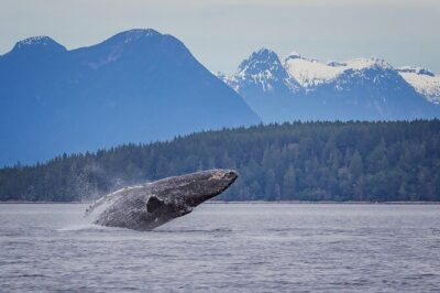 4 Hour Morning Whale Watching Tour - Riding on high-speed zodiacs: survival suits and safety gear