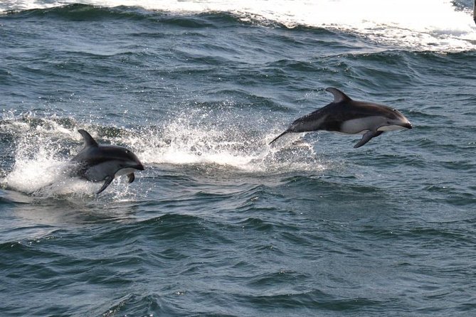 4 Hour Morning Whale Watching Tour - Price and value: why $174.06 can make sense here