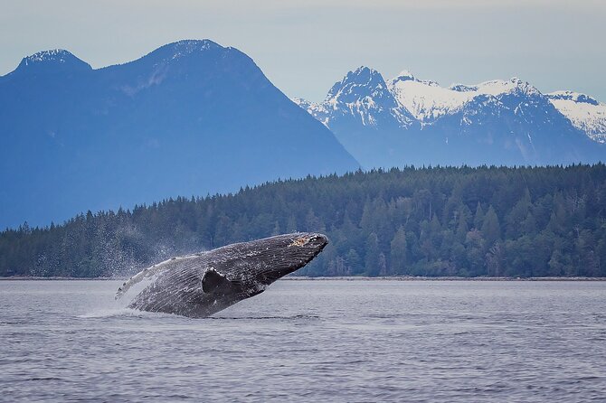 4 Hour Morning Whale Watching Tour - Riding on high-speed zodiacs: survival suits and safety gear