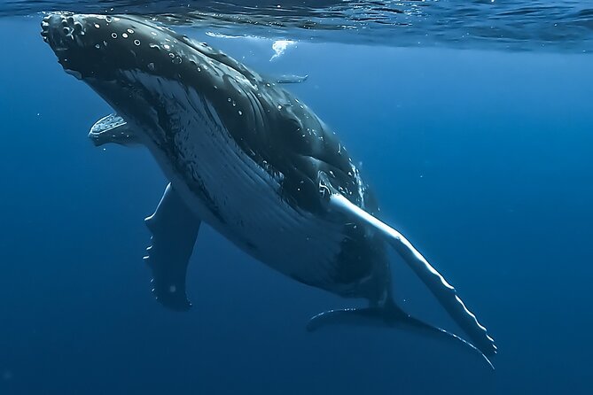 4 Hour Private Humpback Whales Encounter in Moorea - Key highlights to know before you go