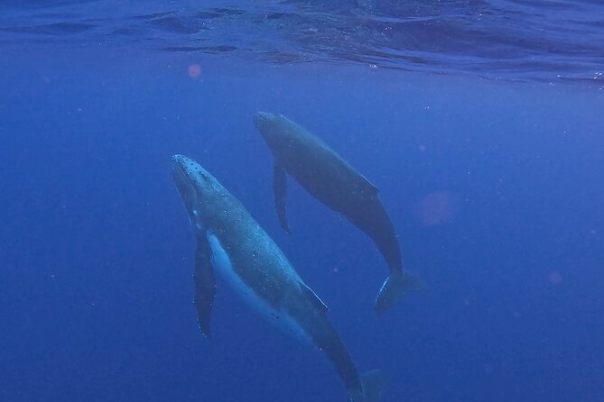 4 Hour Private Humpback Whales Encounter in Moorea - Moorea’s humpback season: what you’re really signing up for
