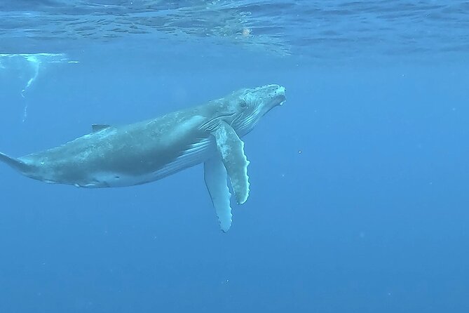 4 Hour Private Humpback Whales Encounter in Moorea - What you might see: whales, song, and more ocean surprises