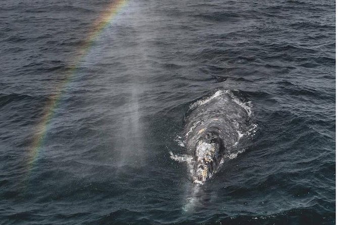 4 Hour Whale Watching Tour From Monterey - Key things that make this whale watch work