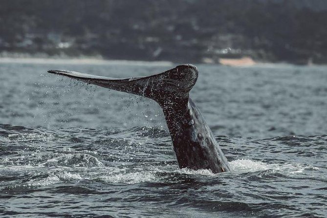 4 Hour Whale Watching Tour From Monterey - Where this tour starts matters: Old Fisherman’s Wharf at 9am