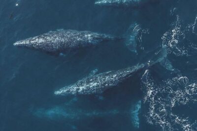 4 Hour Whale Watching Tour From Monterey - What you’re most likely to see (and why you might see something different)