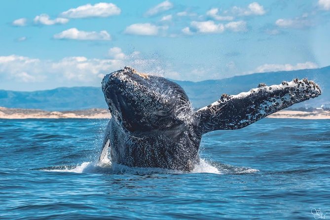 4 Hour Whale Watching Tour From Monterey - Price and value: what $85 buys you in real time