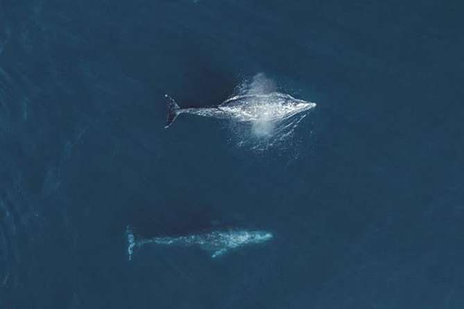 4 Hour Whale Watching Tour From Monterey - Comfort and safety considerations to take seriously