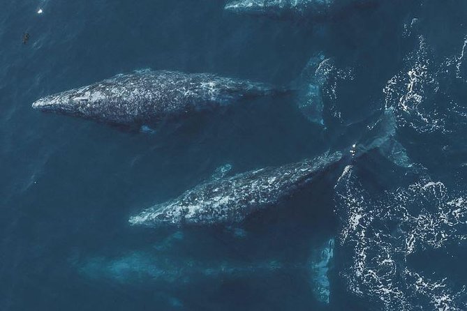 4 Hour Whale Watching Tour From Monterey - What you’re most likely to see (and why you might see something different)
