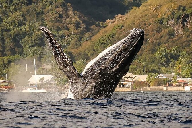 4 Hours of Humpback Whale Watching in Tahiti - Key things that make this whale trip worth your time