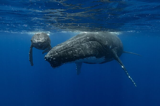 4 Hours of Humpback Whale Watching in Tahiti - The first half: briefing, scanning, and the whale-search rhythm