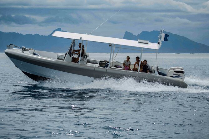 4 Hours of Humpback Whale Watching in Tahiti - Wildlife extras: dolphins, turtles, and the bonus surprises