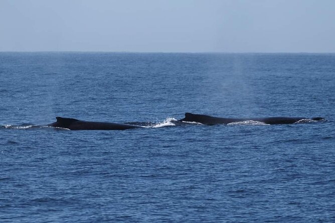 4 Hours of Humpback Whale Watching in Tahiti - The reality check: what’s guaranteed versus what’s not